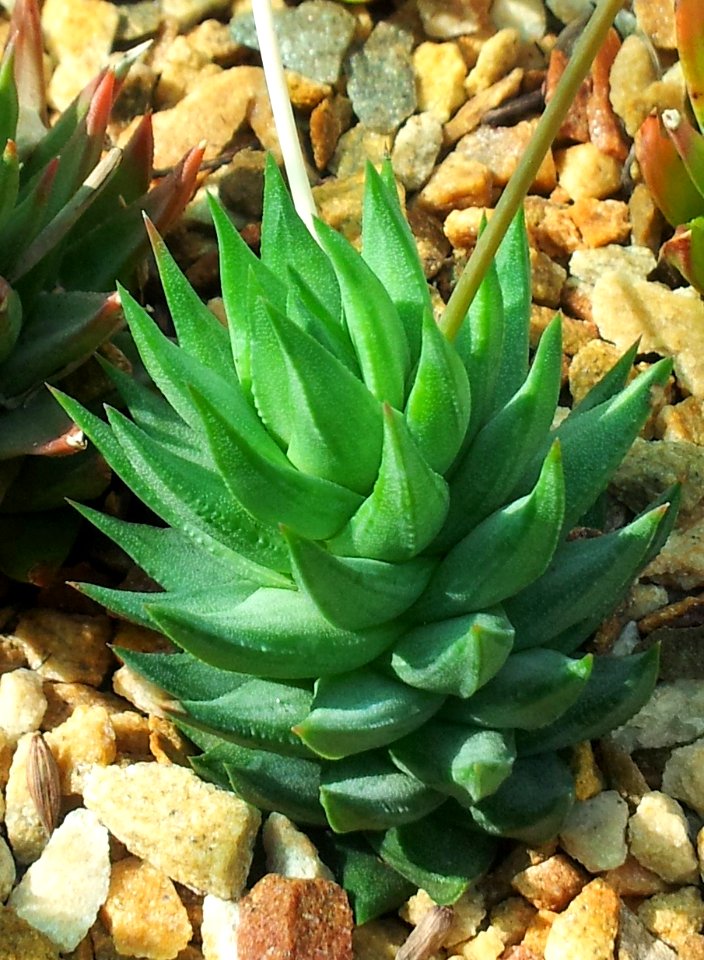 Young Haworthia glauca - Stellenbosch BG 5