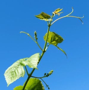 Young grapevine leaves, tendrils and flowers 5 photo