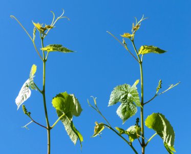 Young grapevine leaves, tendrils and flowers 1 photo