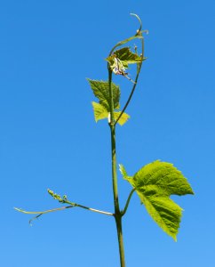 Young grapevine leaves, tendrils and flowers 4 photo