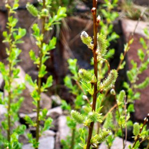 Young goat willow 2 photo