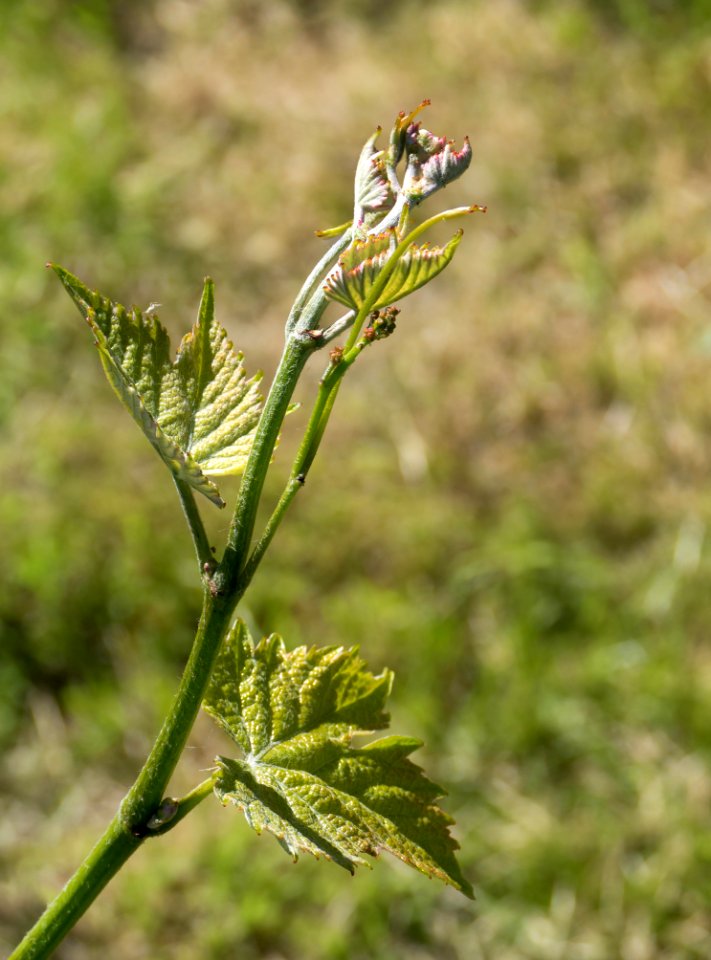 Young grapevine leaves 4