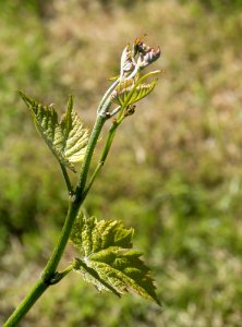 Young grapevine leaves 4 photo