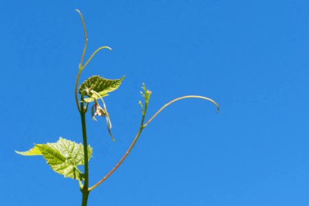 Young grapevine leaves, tendrils and flowers 3 photo