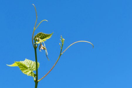 Young grapevine leaves, tendrils and flowers 3