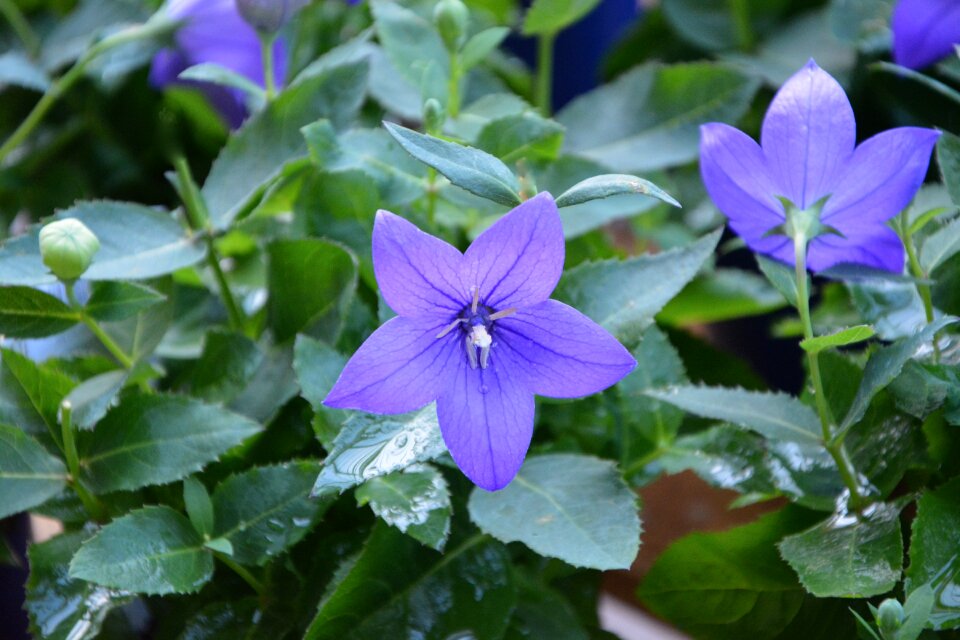 Purple nature garden
