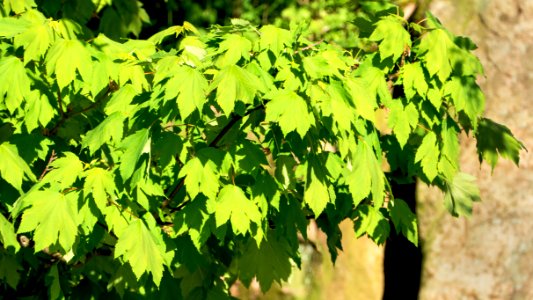 Young maple leaves in Govik photo