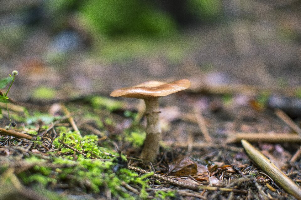 Mushroom picking nature forest mushroom
