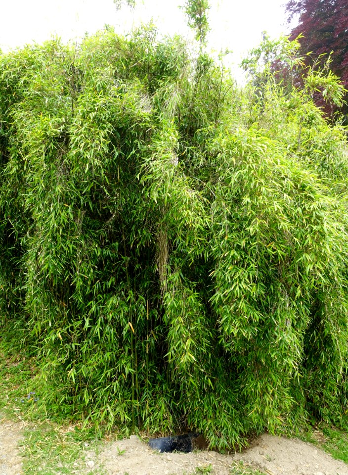 Yushania anceps - Trebah Garden - Cornwall, England - DSC01606