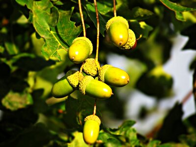 Nature autumn the beauty of nature