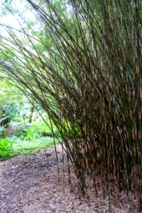 Yushania maling - Trebah Garden - Cornwall, England - DSC01645