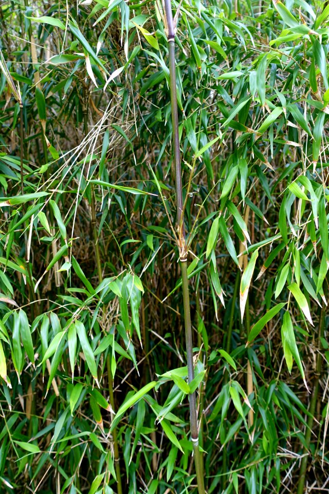 Yushania anceps - Trebah Garden - Cornwall, England - DSC01610