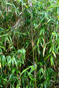 Yushania anceps - Trebah Garden - Cornwall, England - DSC01610