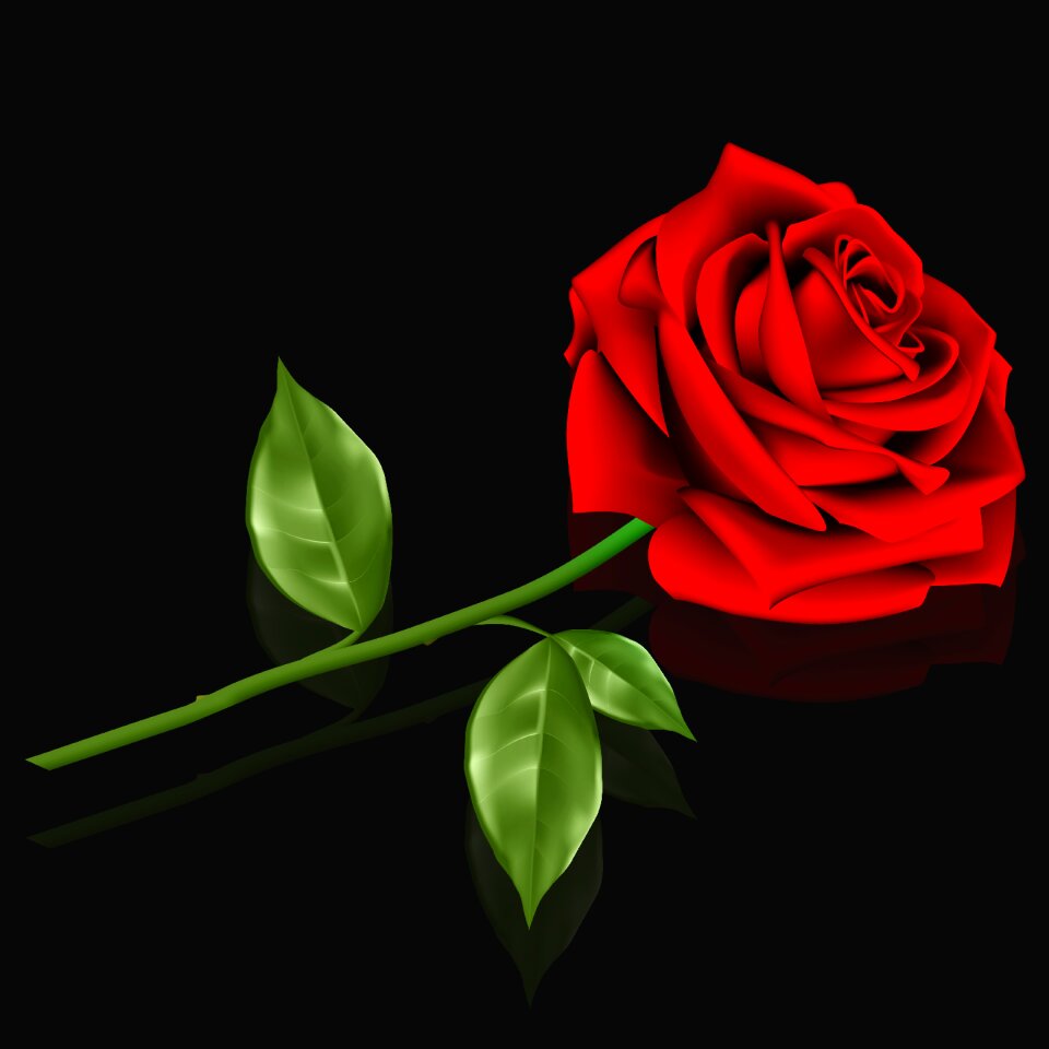 Leaf plant red rose