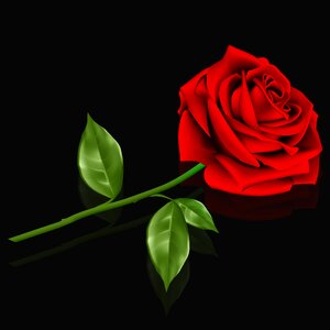 Leaf plant red rose