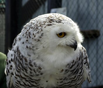 Owl bird raptor