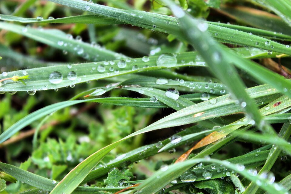 Grass kocaeli turkey
