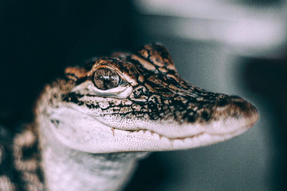 Poison eyes amphibian