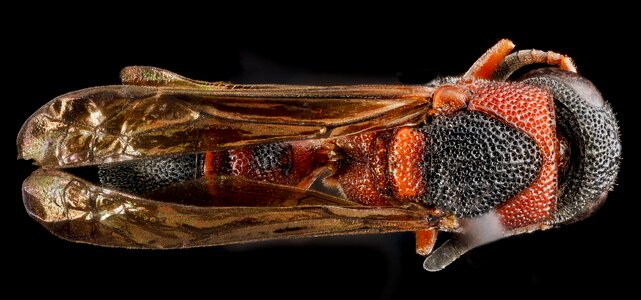 Macro bug insect photo