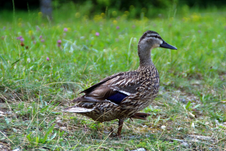 Meadow nature mallard