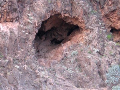 Yellow-footed rock wallaby in cave