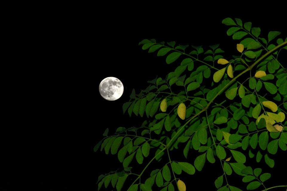 Moon night black moon