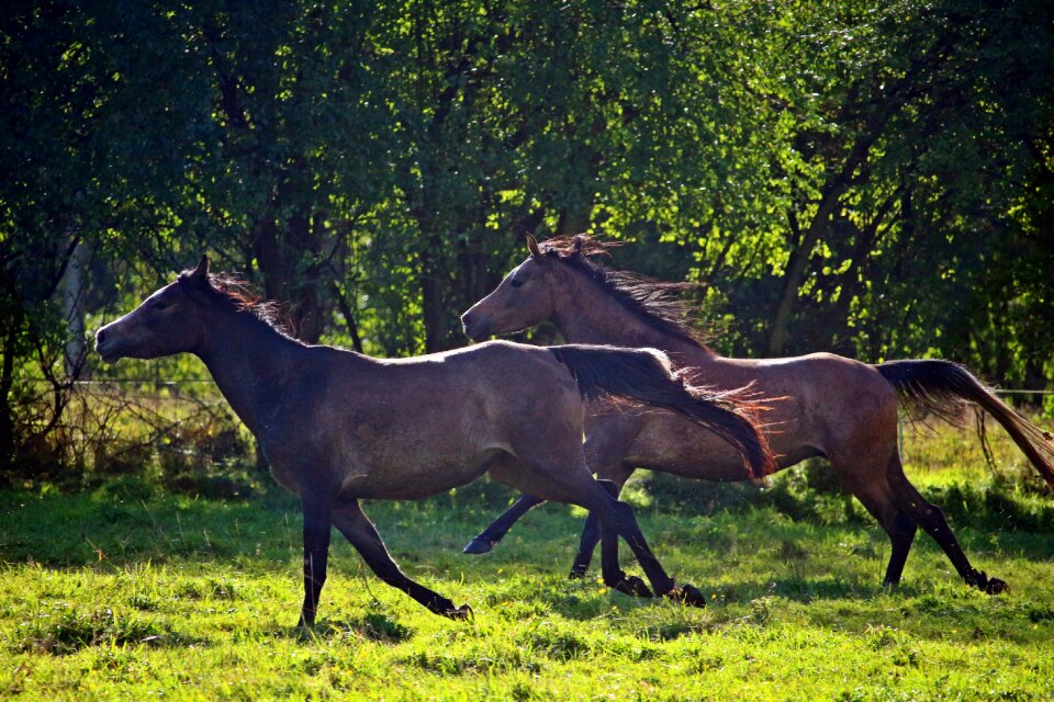 Gallop flock pasture