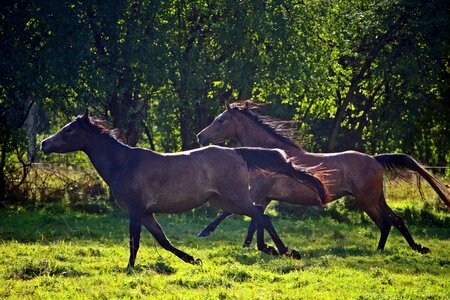 Gallop flock pasture photo