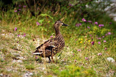 Meadow nature mallard