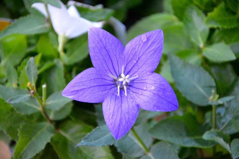 Plant color purple purple nature