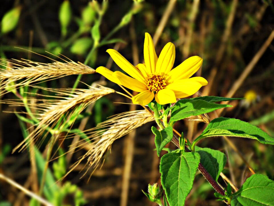 Wildflowers meadow plant