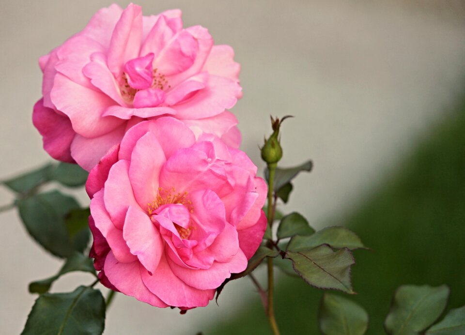 Wild rose pink blossom