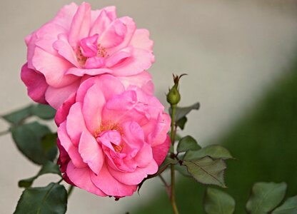 Wild rose pink blossom photo