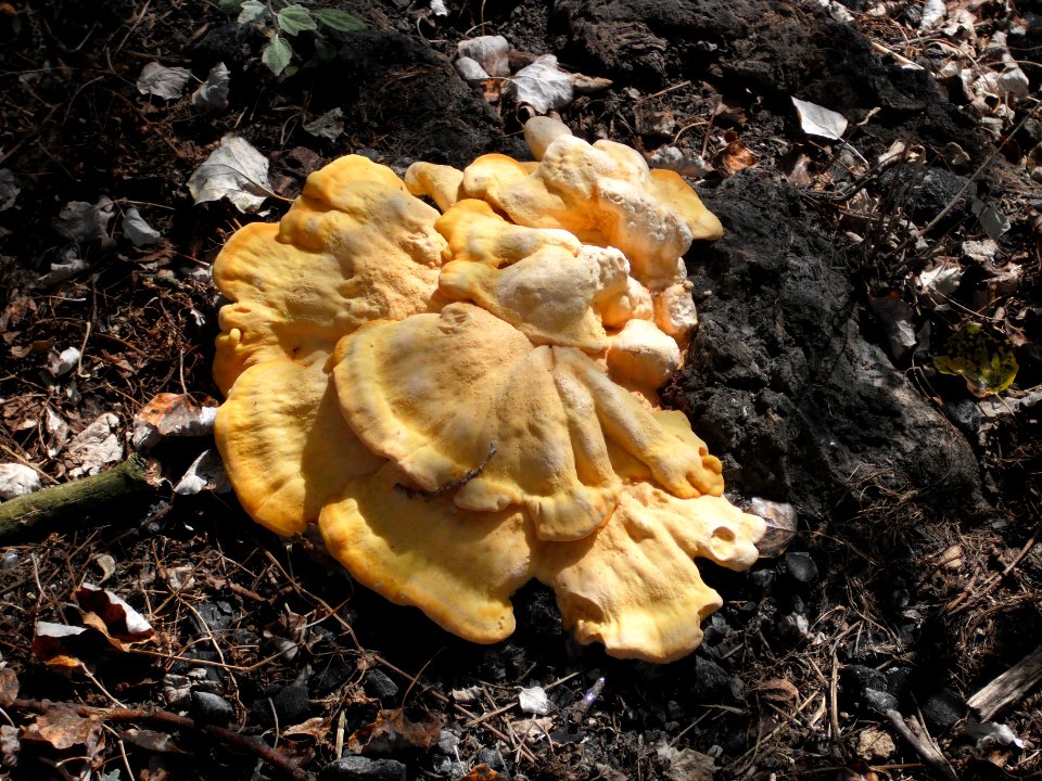YellowFruitingBody