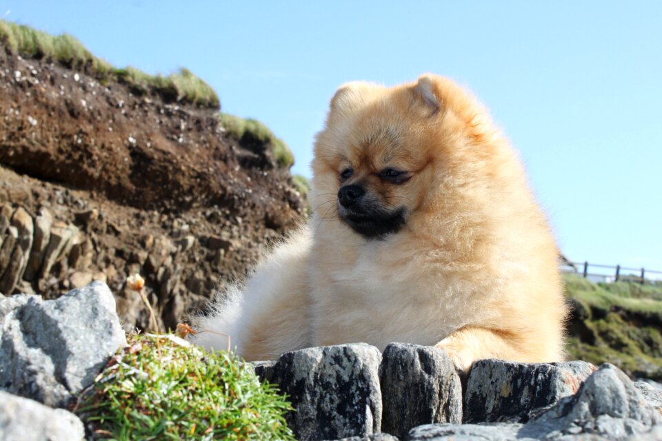 Spitz miniature animals at the court of