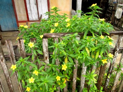 Yellow alder (Turnera ulmifolia) habit