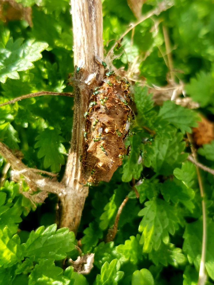 Yellow admiral (Vanessa itea) cocoon with Pteromalus puparum
