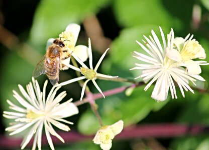 Blossom bloom nature