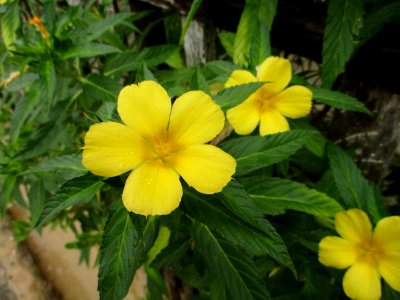Yellow alder (Turnera ulmifolia) flowers 2