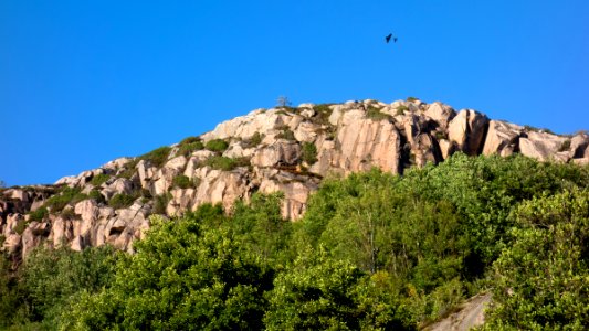 Young eagle chasing a crow