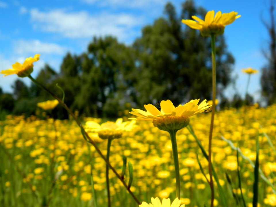 Yellow (226372513)