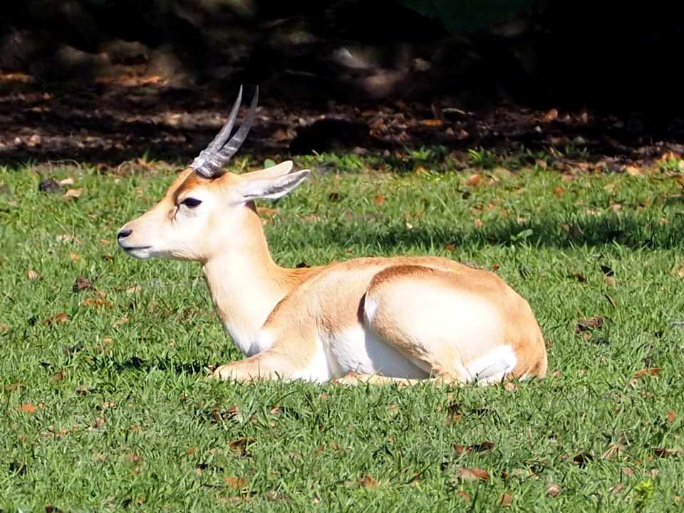 Young blackbuck - Wild Florida