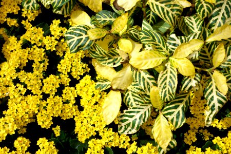 Yellow - Longwood Gardens - DSC01097
