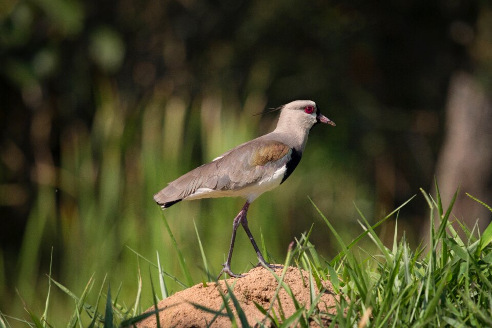 Beak grass green
