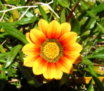 Yellow and orange flower WA photo