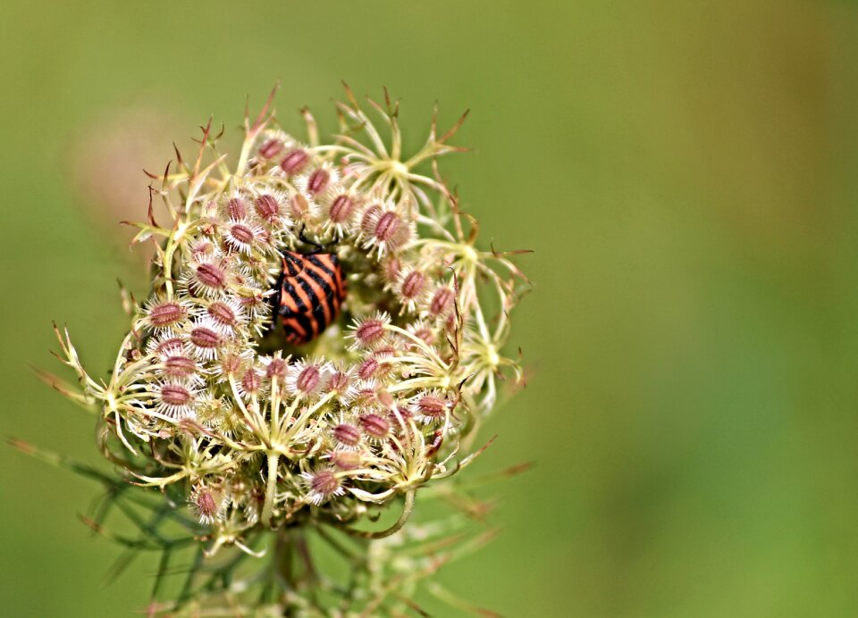 Striped red black insect