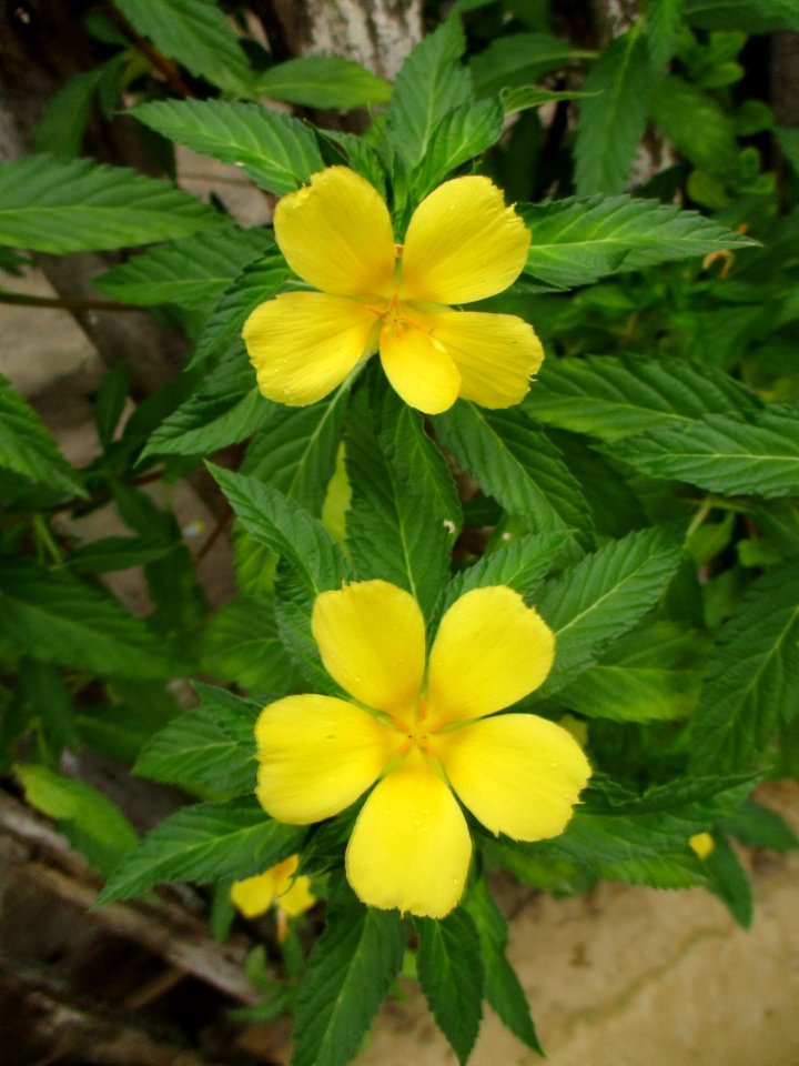 Yellow alder (Turnera ulmifolia) flowers 1
