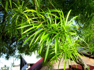 Yellow oleander (Cascabela thevetia) leaves photo