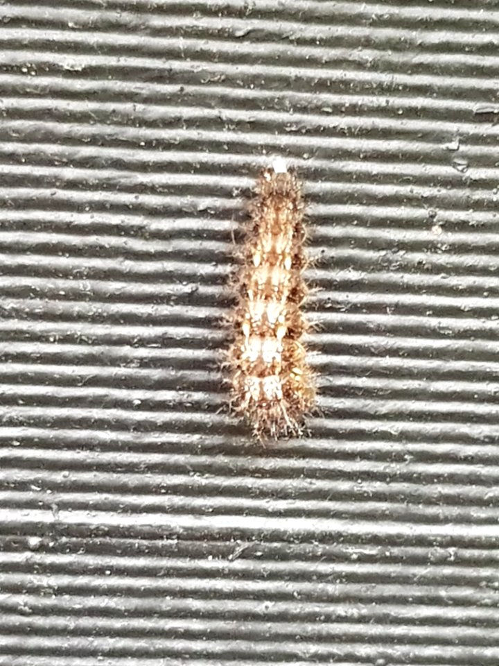 Yellow Admiral caterpillar