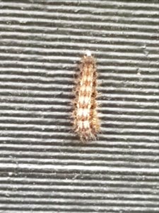 Yellow Admiral caterpillar